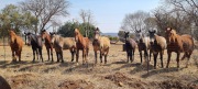 equine-assisted learning